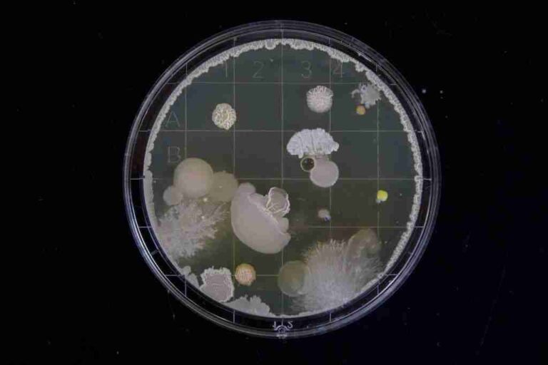 Almidón resistente y microbiota intestinal